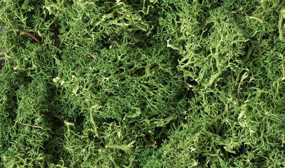 Woodland Scenics L163 Lichen Medium Green