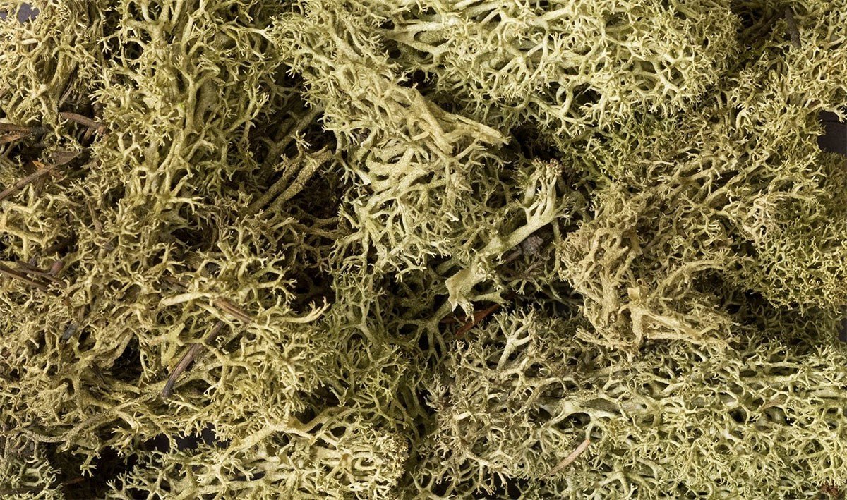 Woodland Scenics L161 Lichen Spring Green - Oakville Model Trains Depot