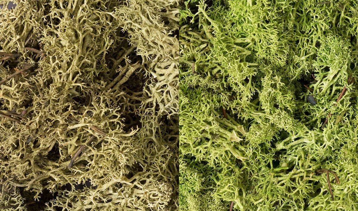 Woodland Scenics L167 Lichen Light Green Mix - Oakville Model Trains Depot