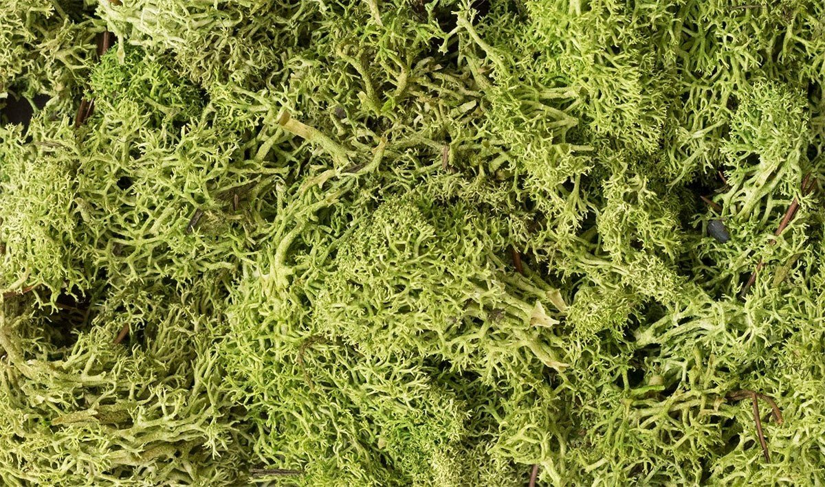Woodland Scenics L162 Lichen Light Green - Oakville Model Trains Depot