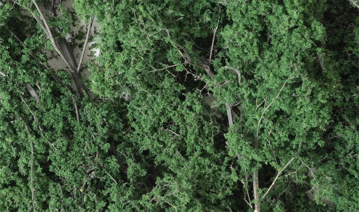Woodland Scenics 1130 Fine-Leaf Foliage™ Dark Green - New