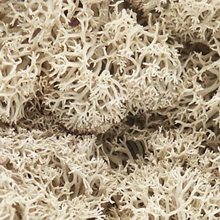 Woodland Scenics L166 Lichen - Natural (1.5 qt)